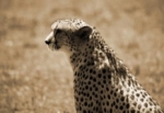 Cheetahs head